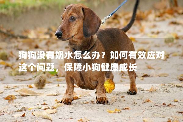 狗狗沒有奶水怎么辦？如何有效應(yīng)對這個問題，保障小狗健康成長